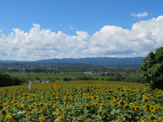 8/13 ひまわり開花状況 - 花日記｜北海道立サンピラーパーク